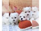 Coton de Tulear PUPPY FOR SALE ADN-842948 - Cotton Candy Coton De Tulear