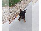 Doberman Pinscher PUPPY FOR SALE ADN-842944 - 4 month old Doberman Pinscher