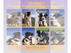 Australian Shepherd PUPPY FOR SALE ADN-842941 - AKC Australian Shepherd puppies