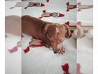 Dachshund PUPPY FOR SALE ADN-842926 - AKC Mini Red Dapple Short Haired Female
