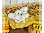 Maltese PUPPY FOR SALE ADN-842921 - Maltese Puppies