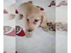 Dachshund PUPPY FOR SALE ADN-842917 - AKC Mini Dachshund Cream Long Haired Male
