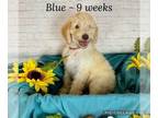 Poodle (Standard) PUPPY FOR SALE ADN-842903 - AKC Registered Standard Poodle
