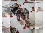 Dachshund PUPPY FOR SALE ADN-842893 - AKC Mini Silver Dapple Long Haired