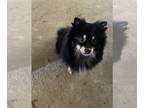 Chiranian PUPPY FOR SALE ADN-842832 - 2 ADULT Pomchis Rehome
