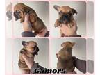 French Bulldog PUPPY FOR SALE ADN-842788 - Gamora