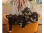 Schnauzer (Miniature) PUPPY FOR SALE ADN-842771 - Royal Schnauzers