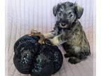 Schnauzer (Miniature) PUPPY FOR SALE ADN-842745 - Holly