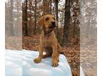 ANATOLIAN MASTIFF-Doberman Pinscher Mix PUPPY FOR SALE ADN-842720 - Doberman and