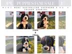 Cotralian PUPPY FOR SALE ADN-842719 - Last Litter