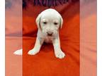 Labrador Retriever PUPPY FOR SALE ADN-842709 - Yellow Lab Puppies
