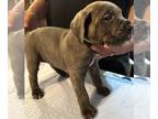Cane Corso PUPPY FOR SALE ADN-842706 - ICCF Full Blooded Cane Corso Puppies