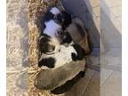 Beagle-Cardigan Welsh Corgi Mix PUPPY FOR SALE ADN-842705 - Loyal Pets