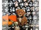 Shih-Poo PUPPY FOR SALE ADN-842970 - Adorable Shih Poo Puppy