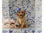 Poodle (Miniature) PUPPY FOR SALE ADN-842967 - Adorable Miniature Poodle Puppy
