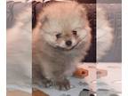 Pomeranian PUPPY FOR SALE ADN-842946 - Bean