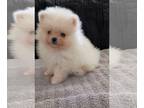 Pomeranian PUPPY FOR SALE ADN-842945 - Colby