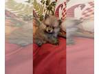 Pomeranian PUPPY FOR SALE ADN-842943 - AKC female Pomeranian puppy