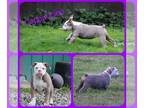 Olde English Bulldogge PUPPY FOR SALE ADN-842938 - Cappuccino