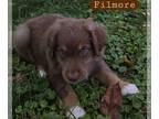 Miniature Australian Shepherd PUPPY FOR SALE ADN-842936 - ASDR miniature