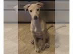 Italian Greyhound PUPPY FOR SALE ADN-842934 - Italian Greyhound