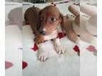 Dachshund PUPPY FOR SALE ADN-842931 - CKC Mini Red and White Dachshund Male MAX
