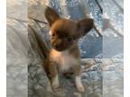 Chihuahua PUPPY FOR SALE ADN-842925 - Gidget female chihuahua