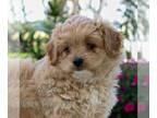 Cavachon-Poodle (Miniature) Mix PUPPY FOR SALE ADN-842918 - Cavachon Poo