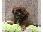 ShihPoo PUPPY FOR SALE ADN-842916 - Shihpoo