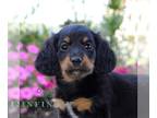 Dachshund PUPPY FOR SALE ADN-842914 - ACA long haired Mini Dachshund