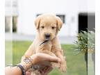 Labradoodle PUPPY FOR SALE ADN-842906 - F1 Labradoodle