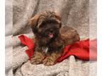 ShihPoo PUPPY FOR SALE ADN-842904 - Shihpoo