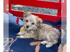 Yo-Chon PUPPY FOR SALE ADN-842902 - f1 Yorkichon