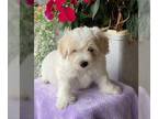 Bichon Frise PUPPY FOR SALE ADN-842896 - Bichon Frise Mix