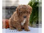 Cavapoo PUPPY FOR SALE ADN-842894 - Cavapoo