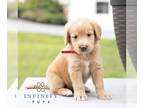 Labradoodle PUPPY FOR SALE ADN-842892 - F1 Labradoodle