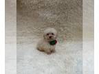 Poodle (Toy) PUPPY FOR SALE ADN-842890 - Toy poodle male