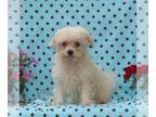 Maltese PUPPY FOR SALE ADN-842884 - ACA Maltese
