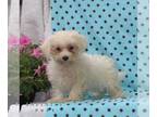 Maltese PUPPY FOR SALE ADN-842883 - ACA Maltese