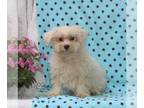 Maltese PUPPY FOR SALE ADN-842881 - ACA Maltese