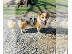 Welsh Cardigan Corgi PUPPY FOR SALE ADN-842863 - CKC Cowboy