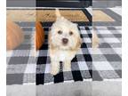 Cock-A-Poo PUPPY FOR SALE ADN-842860 - Cockapoo puppies