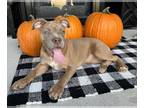 Olde English Bulldogge PUPPY FOR SALE ADN-842859 - Olde English Bulldogge