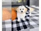 Maltipoo PUPPY FOR SALE ADN-842857 - Maltipoo