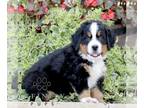 Bernese Mountain Dog PUPPY FOR SALE ADN-842844 - Bernese Mountain Dog