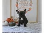 Faux Frenchbo Bulldog PUPPY FOR SALE ADN-842816 - Frenchton For Sale Millersburg