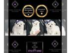 Maltese PUPPY FOR SALE ADN-842798 - Vancio AKC Maltese