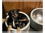 Chihuahua PUPPY FOR SALE ADN-842794 - 10 Week Old Chihuahua