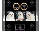Maltese PUPPY FOR SALE ADN-842783 - Farah AKC Maltese