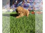 Poodle (Toy) PUPPY FOR SALE ADN-842777 - Teacup and Toy Poodle Puppies For Sale